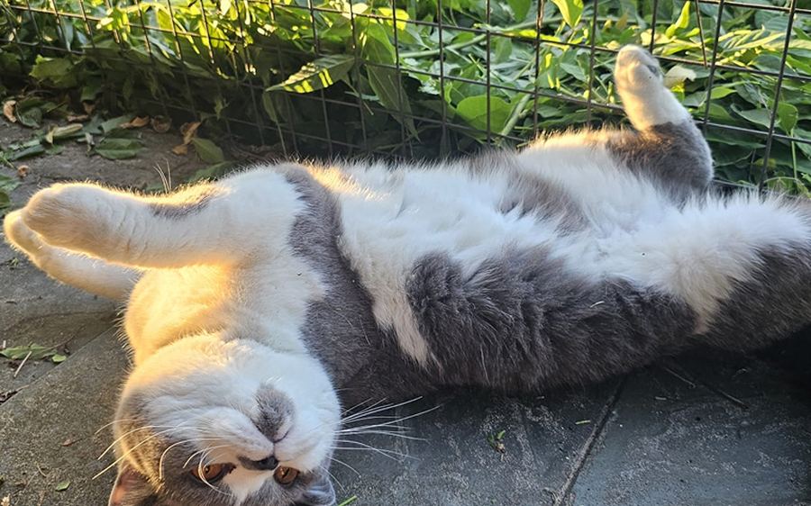 Een kat ligt ontspannen in het gras bij De Papenheuvel.